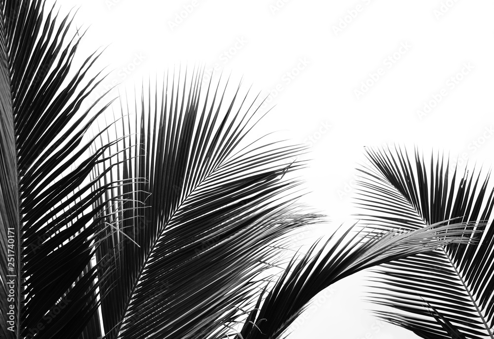 palms leaf on white background