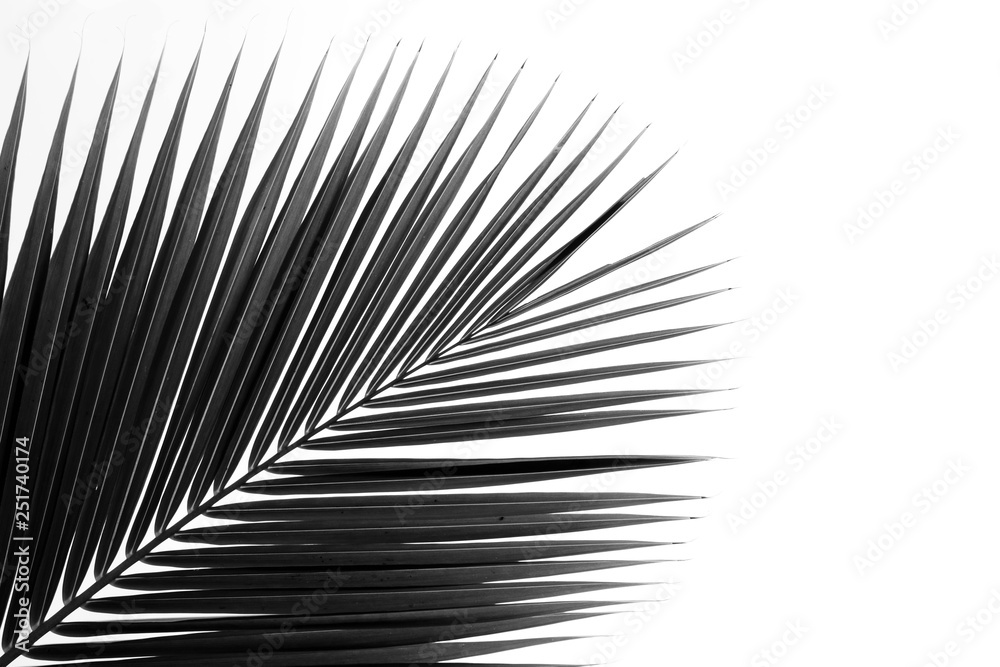 Obraz premium palm leaf pattern background - black and white