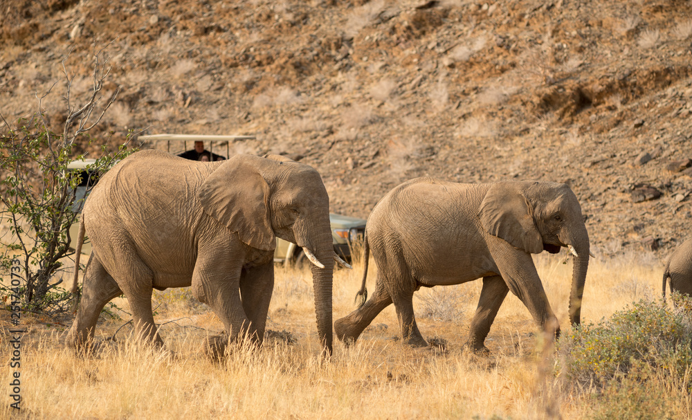 Fototapeta premium wildlife watching, Torra conservancy, Kunene Region, Namibia