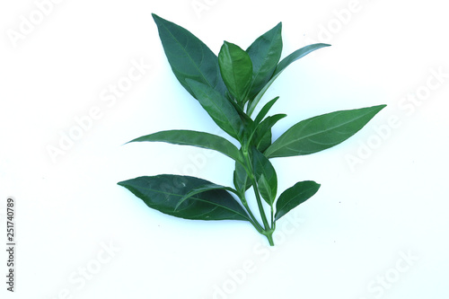 Green Herbs  Phlogacanthus pulcherrimus isolated on white background. photo