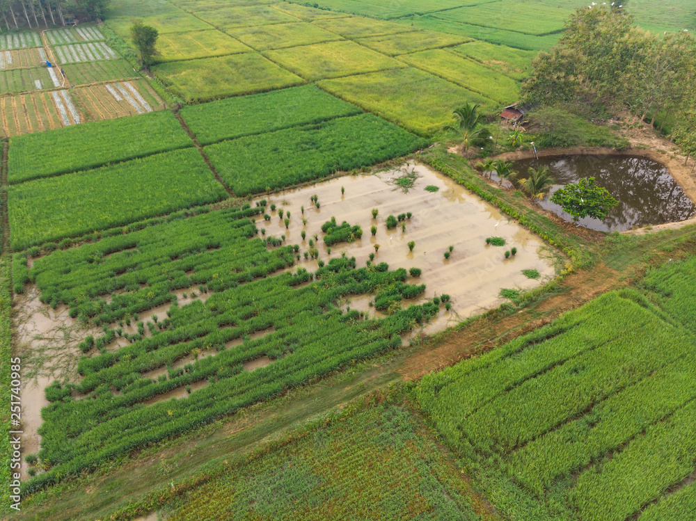 Flooded paddy field