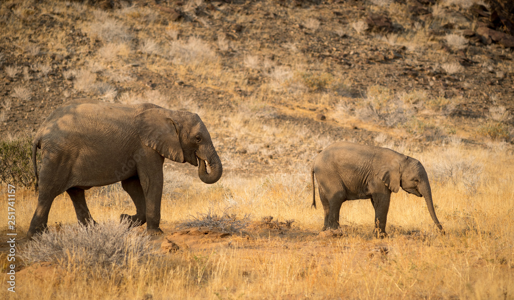Fototapeta premium Elephants, Torra conservancy, Kunene Region, Namibia