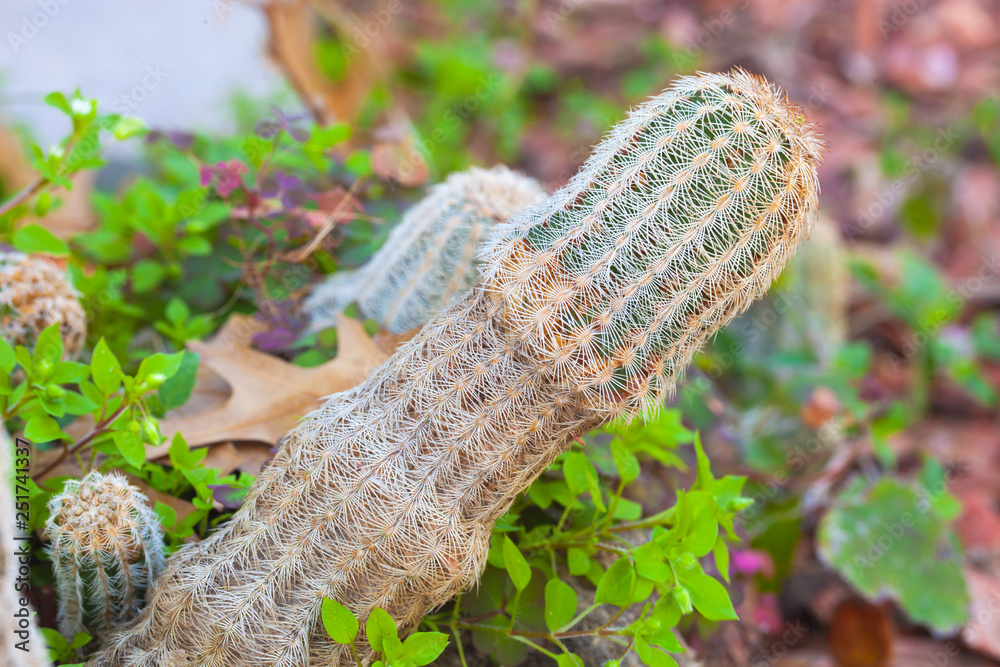 Small cactus which look like penis Stock Photo | Adobe Stock