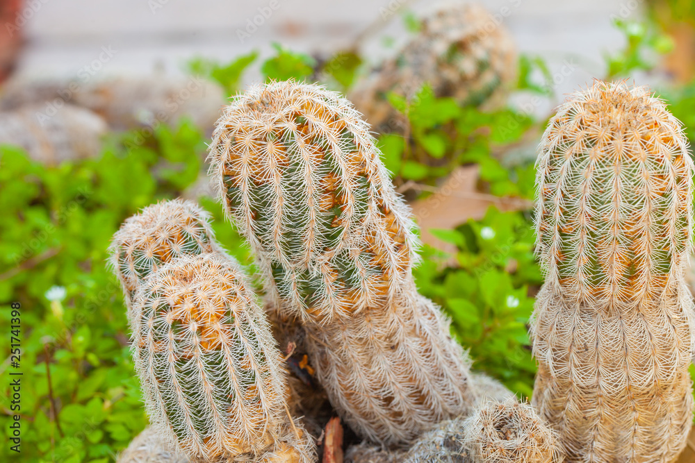 Small cactus which look like penis Stock Photo | Adobe Stock