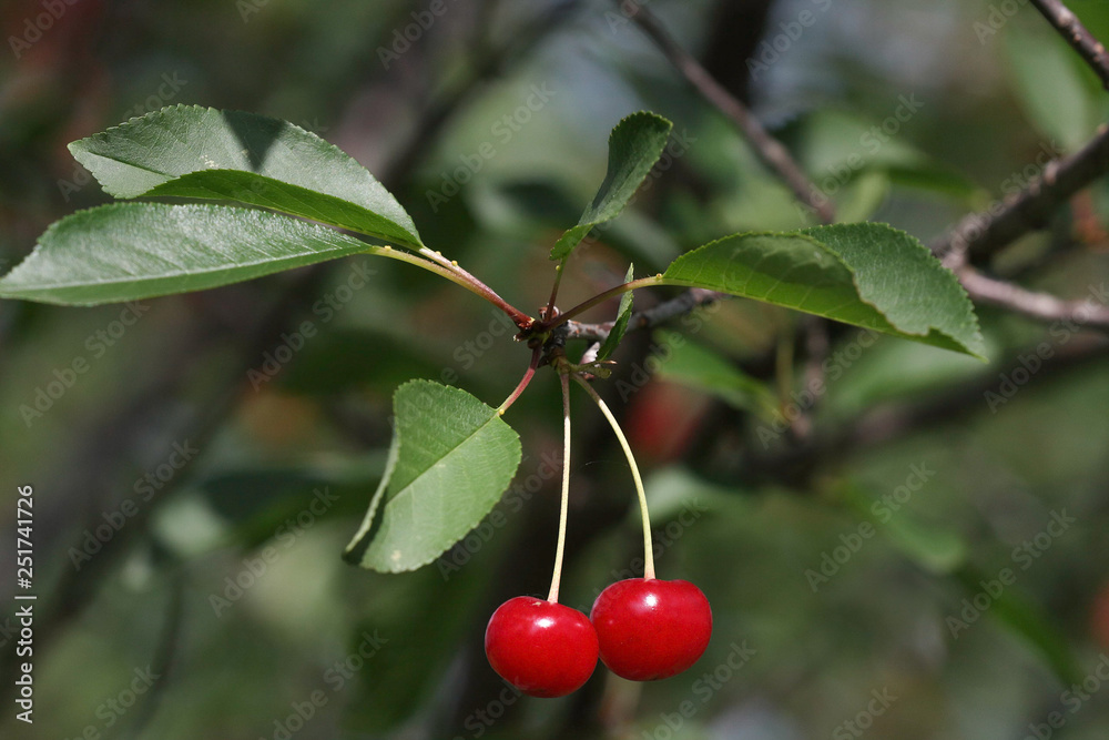 Two red ripe cherries on a branch in sunlight