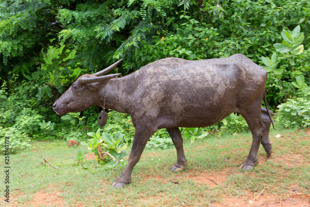 Lombok. Indonesia. Buffalo. The Indonesian Buffalo mighty figure and relief muscles, big horns. Lombok. Indonesia. Buffalo. The Indonesian Buffalo mighty figure and relief muscles, big horns.
