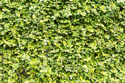 壁面緑化 エコロジーイメージ