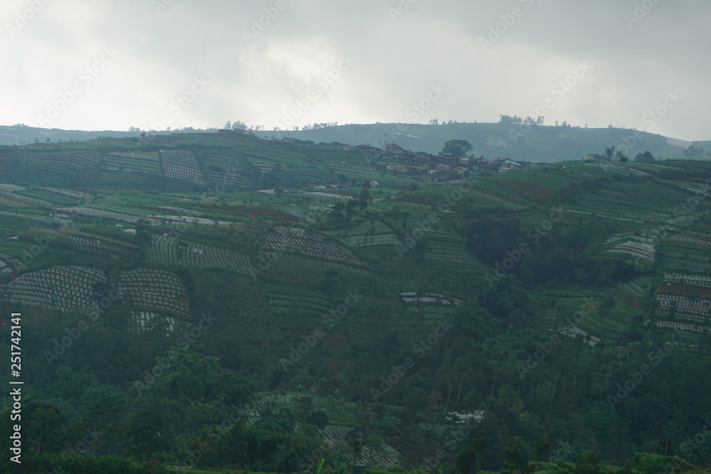 views of green rice fields on the mountain