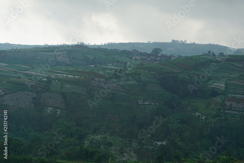 views of green rice fields on the mountain