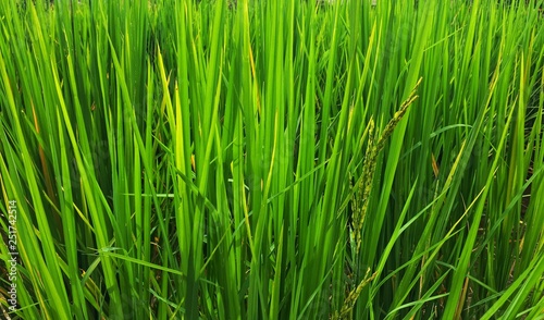 Fresh green rice field with paddy on leaves in the summer.