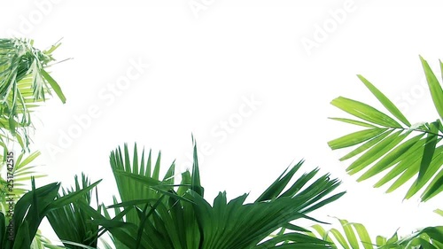 Close up green leaf with 4k resolution. Beautiful leaves pattern. Can use for natural background concept.