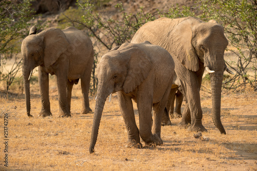 Elephants  Torra conservancy  Kunene Region  Namibia