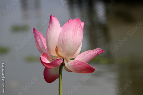 Lotus blossom with blur background.