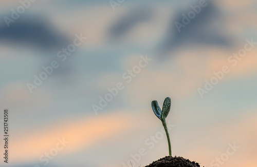 Growing new green sprout of sunflower, background of morning cloudscape, star...