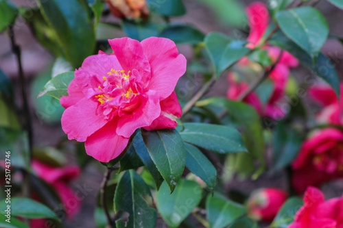 Fleur rose