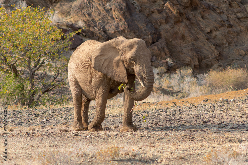 Fototapeta premium Elephants, Torra conservancy, Kunene Region, Namibia