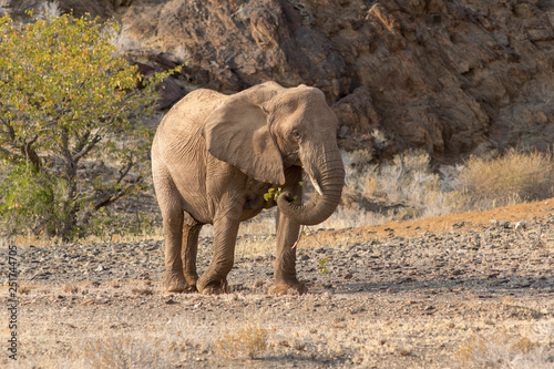 Elephants  Torra conservancy  Kunene Region  Namibia