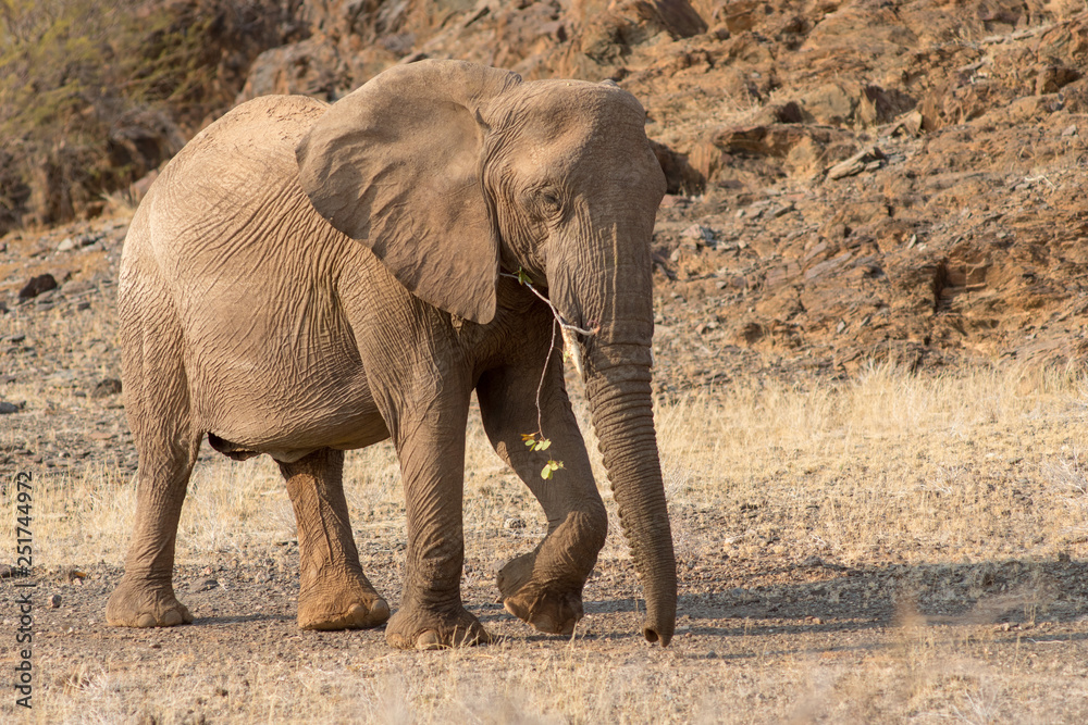 Elephants, Torra conservancy, Kunene Region, Namibia