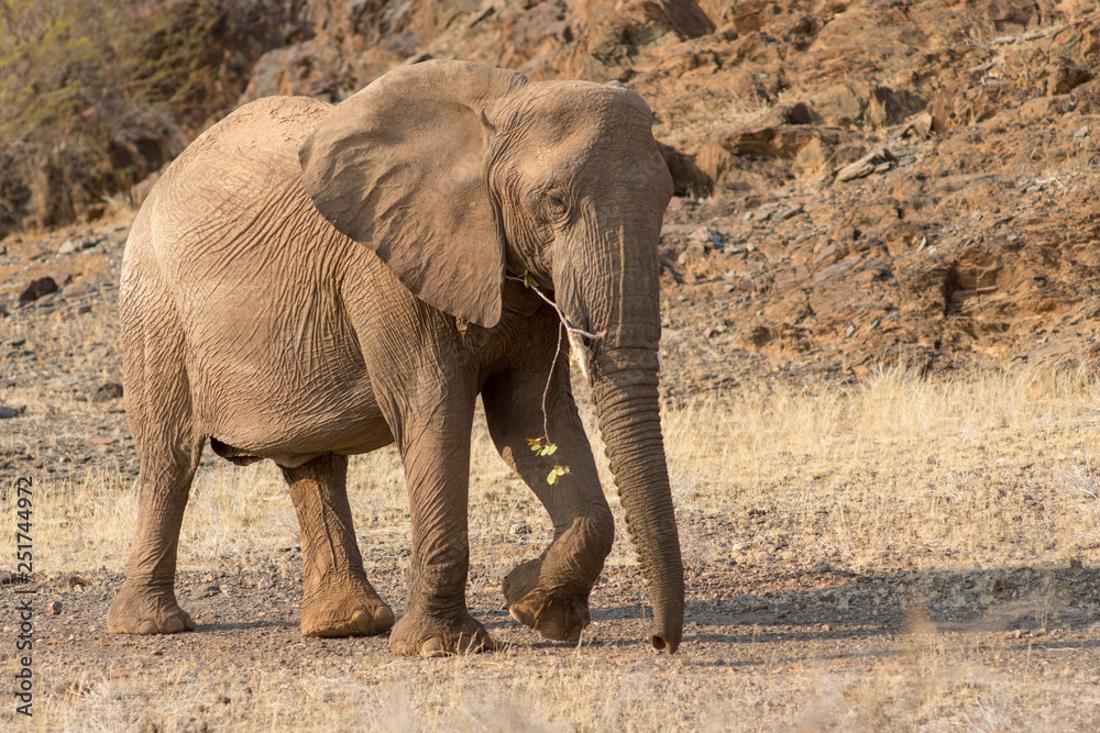 Fototapeta premium Elephants, Torra conservancy, Kunene Region, Namibia