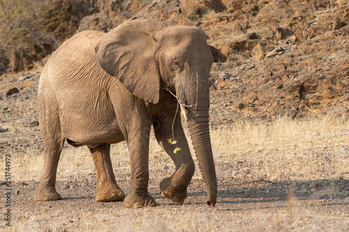 Elephants  Torra conservancy  Kunene Region  Namibia