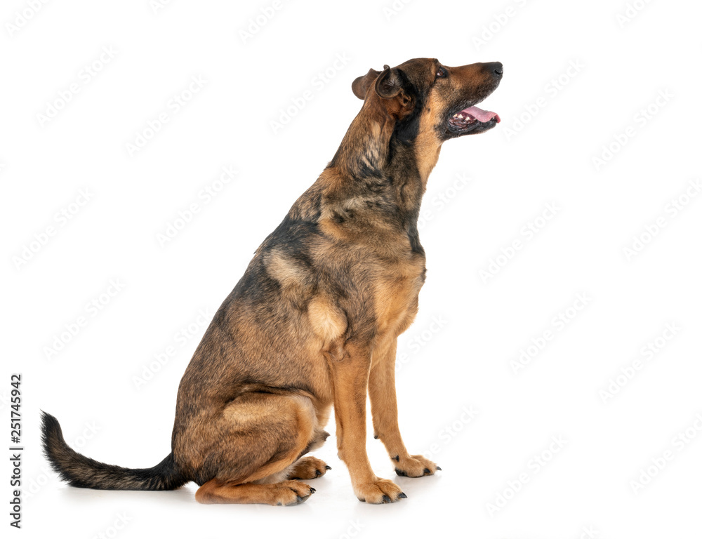 malinois in studio malinois in studio
