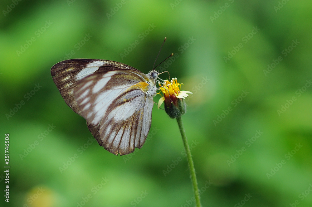 butterflies, butterfly, beautiful butterfly, butterflies perch on flowers, butterflies, butterfly, beautiful butterfly, butterflies perch on flowers,