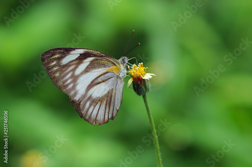 butterflies, butterfly, beautiful butterfly, butterflies perch on flowers, © andri_priyadi