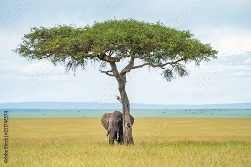 Elephant hiding under the tree 