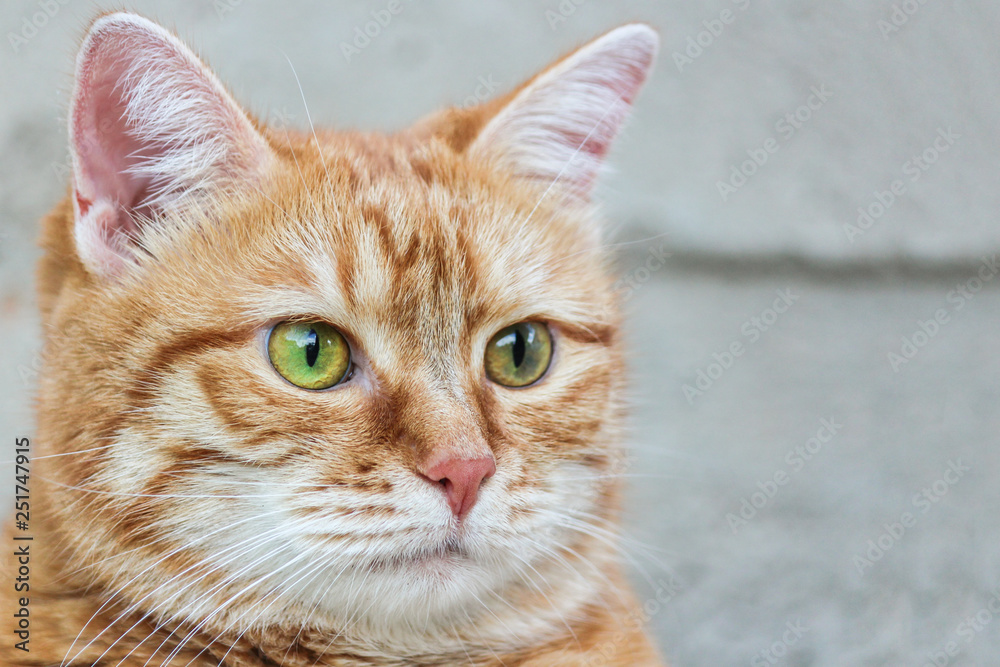 Muzzle red cat with watchful green eyes staring. Close up. Selective focus. Muzzle red cat with watchful green eyes staring. Close up. Selective focus.
