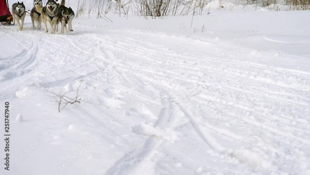 Siberian Huskies are running a sled race. Dogs demonstrate strength and perseverance Siberian Huskies are running a sled race. Dogs demonstrate strength and perseverance
