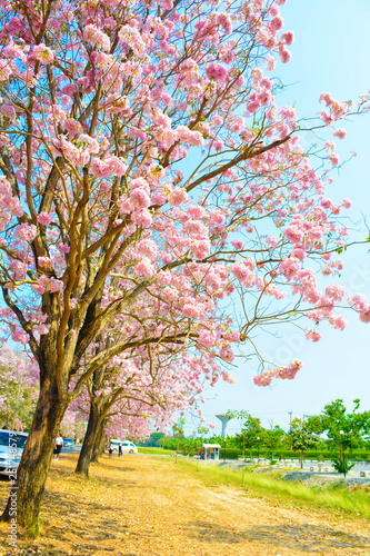 tree in spring