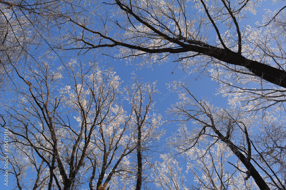Winter day in forest. Trees covered with hoarfrost in january. Winter day in forest. Trees covered with hoarfrost in january.