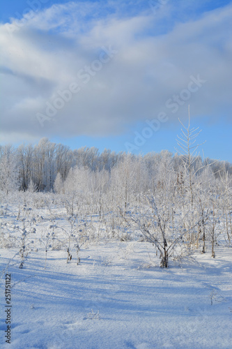 Winter landscape. Trees, shrubs and herbs are covered with hoarfrost. Cold wintry day.