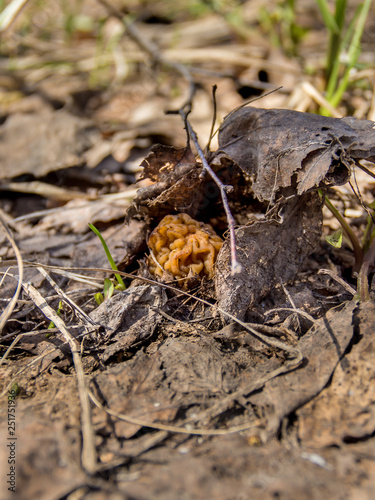 Morel spring mushroom grows from old foliage