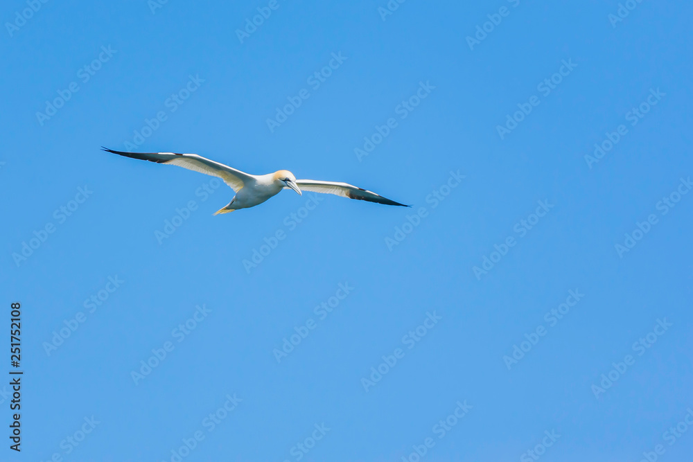 Gannet in flight and blue sky in background Gannet in flight and blue sky in background