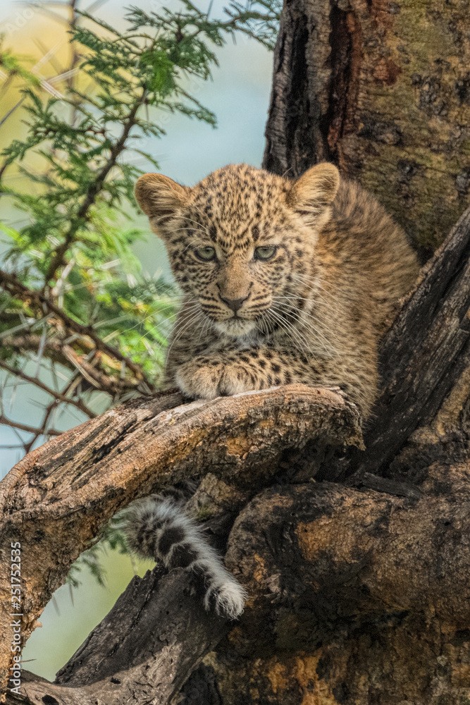 Fototapeta premium Leopard Cub in tree