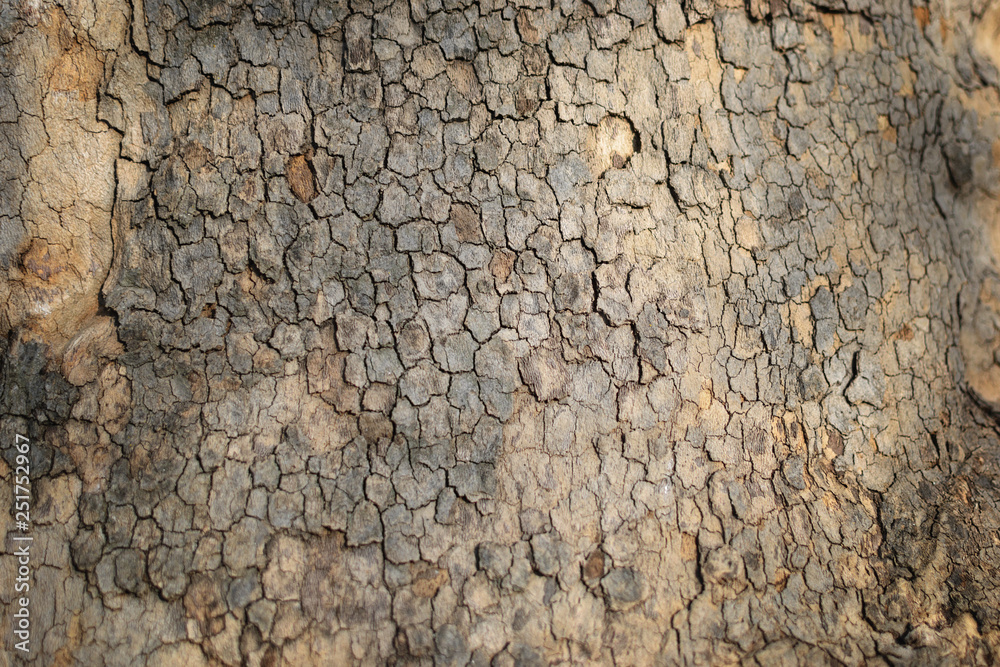 Oak bark, background, texture