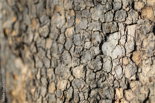 Oak bark background texture