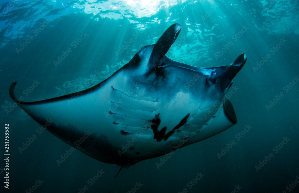 Obraz premium Manta rays in the ocean