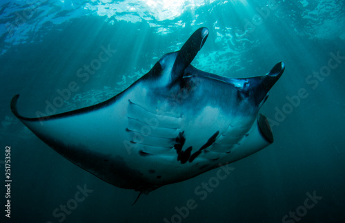 Manta rays in the ocean