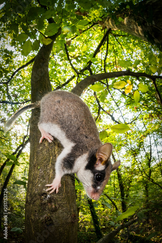 topo quercino