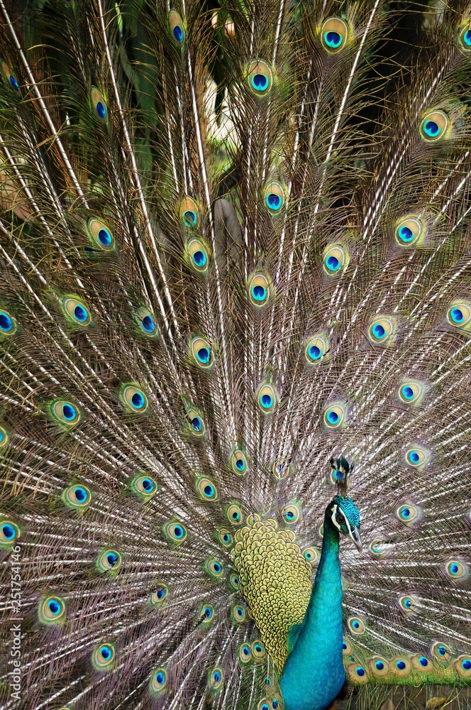 Obraz premium bird park