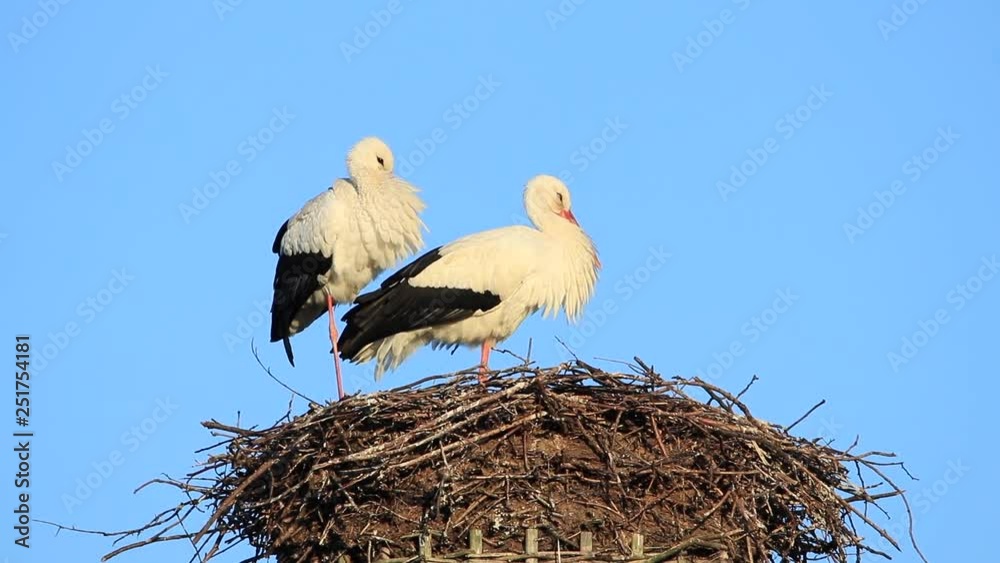 Störche im Storchennest