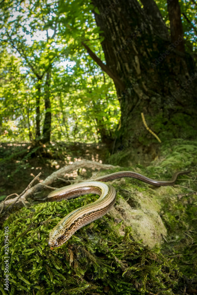 Naklejka premium ornettino