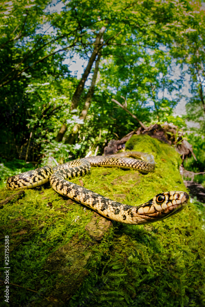 Naklejka premium biacco