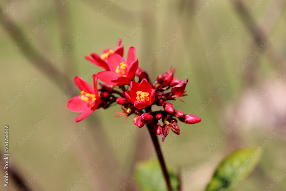 flower in garden flower in garden