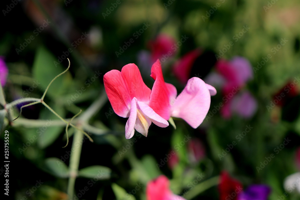 Pink and white flower in the garden