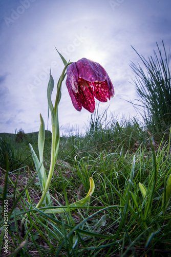 frittillaria photo