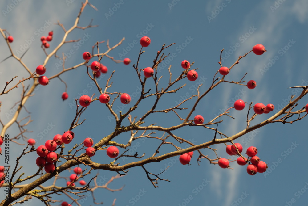 Hawthorn (Crataegus) berries on the branch in autumn season. Hawthorn (Crataegus) berries on the branch in autumn season.