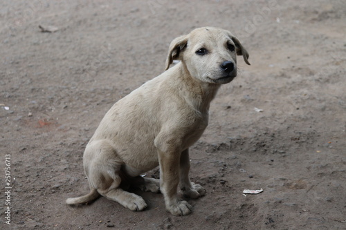 Stray Dog Puppy